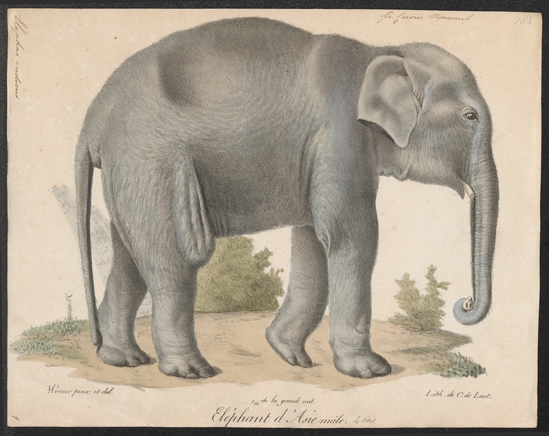 Indian elephant (Elephas maximus indicus); DISPLAY FULL IMAGE.