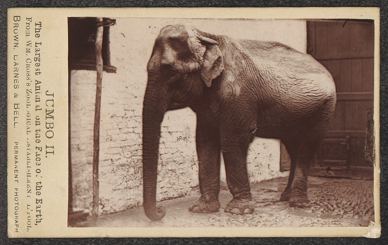 Indian elephant (Elephas maximus indicus); DISPLAY FULL IMAGE.