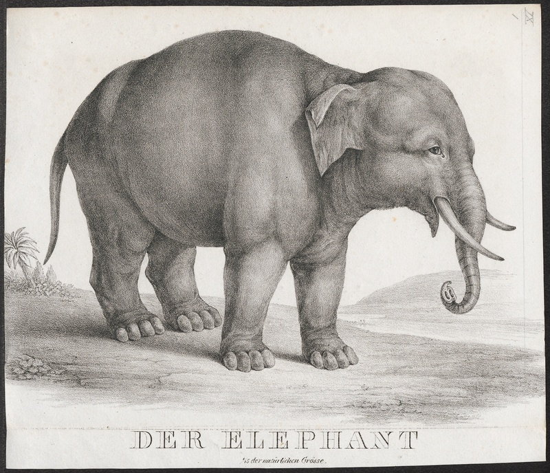 Indian elephant (Elephas maximus indicus); DISPLAY FULL IMAGE.
