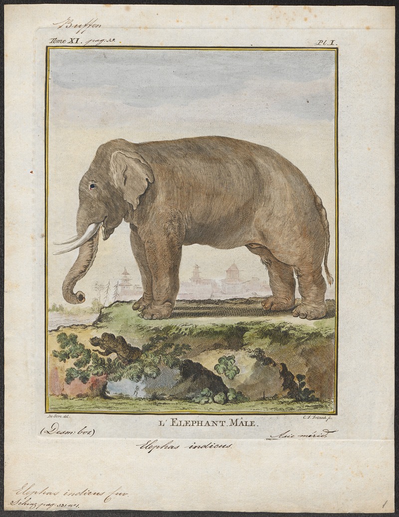 Indian elephant (Elephas maximus indicus); DISPLAY FULL IMAGE.