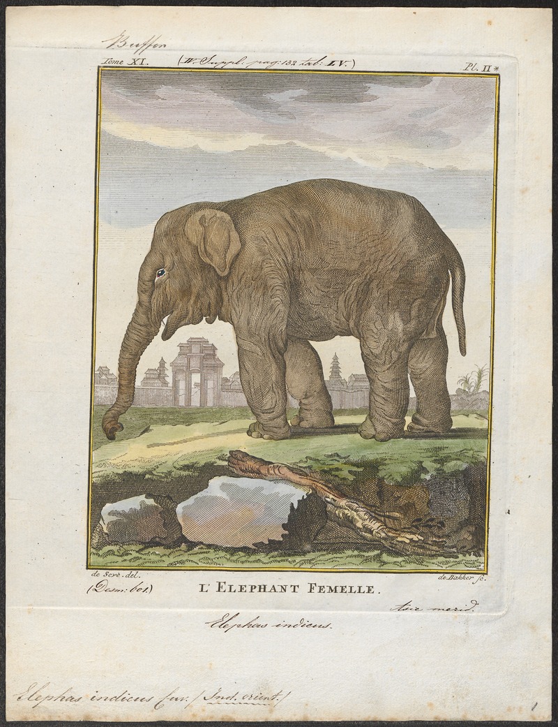 Indian elephant (Elephas maximus indicus); DISPLAY FULL IMAGE.