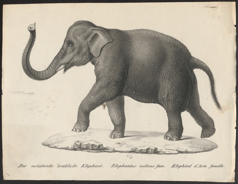 Indian elephant (Elephas maximus indicus); DISPLAY FULL IMAGE.