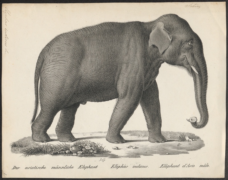 Indian elephant (Elephas maximus indicus); DISPLAY FULL IMAGE.