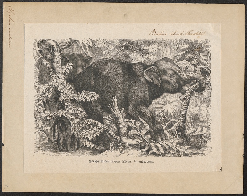 Indian elephant (Elephas maximus indicus); DISPLAY FULL IMAGE.