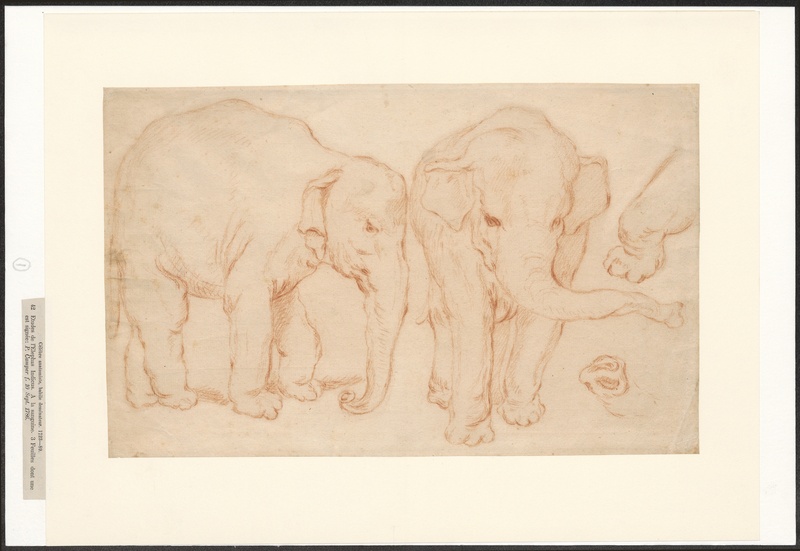 Indian elephant (Elephas maximus indicus); DISPLAY FULL IMAGE.