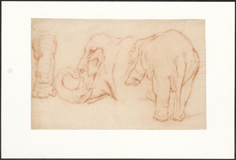 Indian elephant (Elephas maximus indicus); DISPLAY FULL IMAGE.