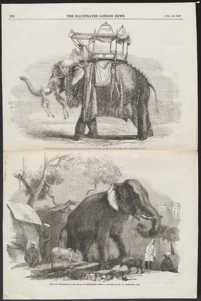 Indian elephant (Elephas maximus indicus); DISPLAY FULL IMAGE.