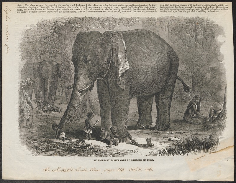 Indian elephant (Elephas maximus indicus); DISPLAY FULL IMAGE.