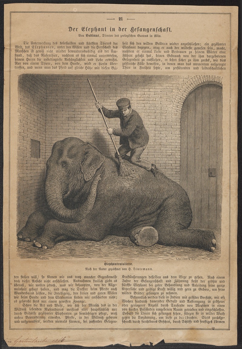 Indian elephant (Elephas maximus indicus); DISPLAY FULL IMAGE.