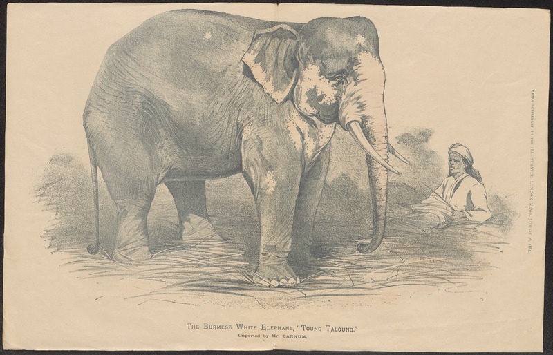 Indian elephant (Elephas maximus indicus); DISPLAY FULL IMAGE.