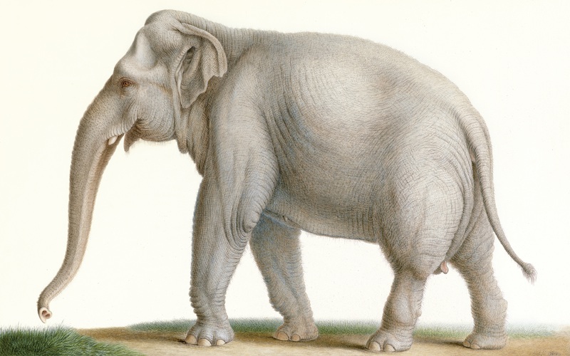 Sri Lankan elephant (Elephas maximus maximus); DISPLAY FULL IMAGE.