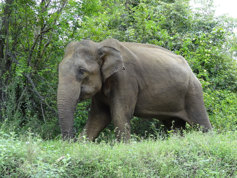 Sri Lankan elephant (Elephas maximus maximus); DISPLAY FULL IMAGE.