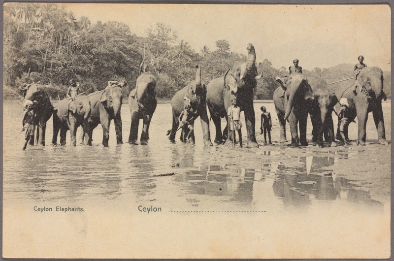 Sri Lankan elephant (Elephas maximus maximus); DISPLAY FULL IMAGE.