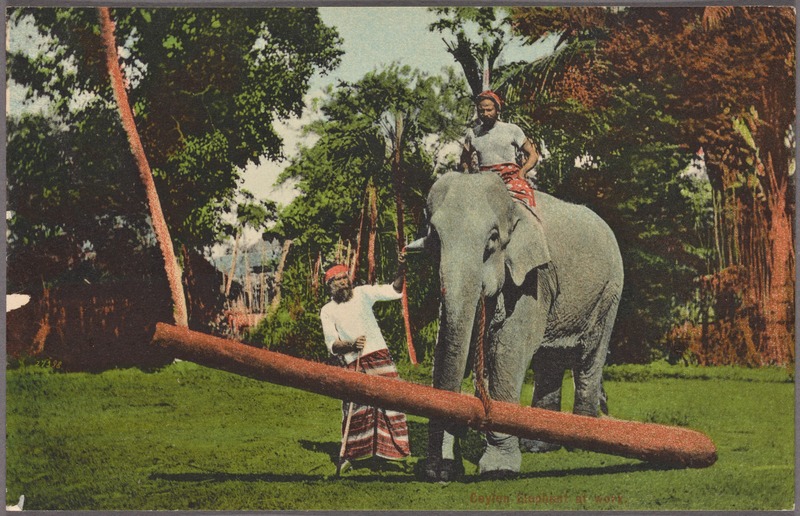 Sri Lankan elephant (Elephas maximus maximus); DISPLAY FULL IMAGE.