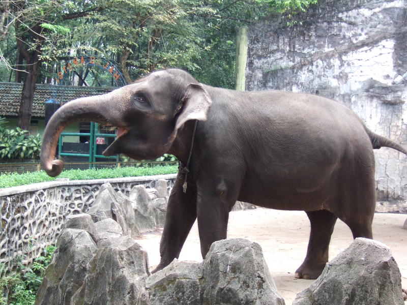 Sumatran elephant (Elephas maximus sumatranus); DISPLAY FULL IMAGE.