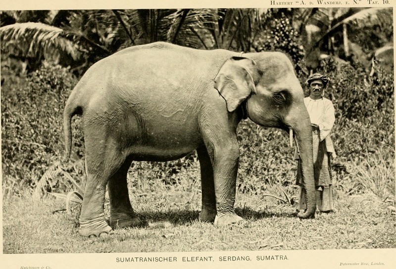 Sumatran elephant (Elephas maximus sumatranus); DISPLAY FULL IMAGE.