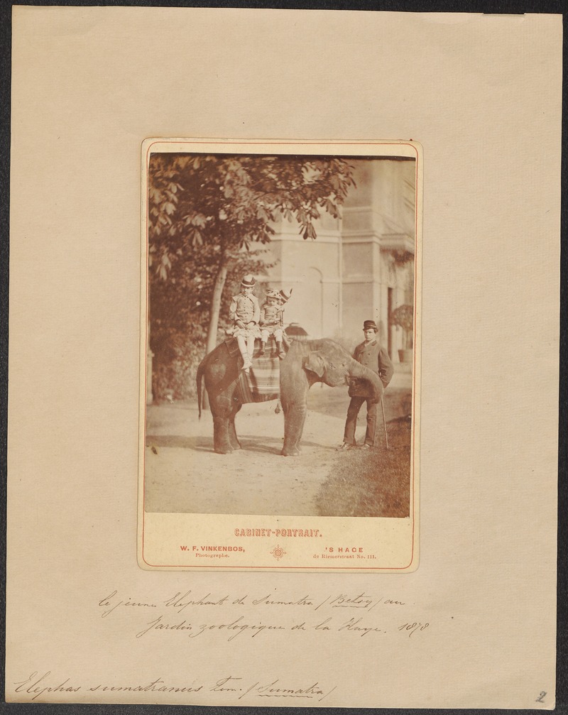 Sumatran elephant (Elephas maximus sumatranus); DISPLAY FULL IMAGE.