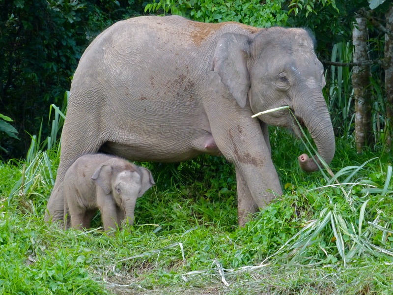 Borneo elephant (Elephas maximus borneensis); DISPLAY FULL IMAGE.