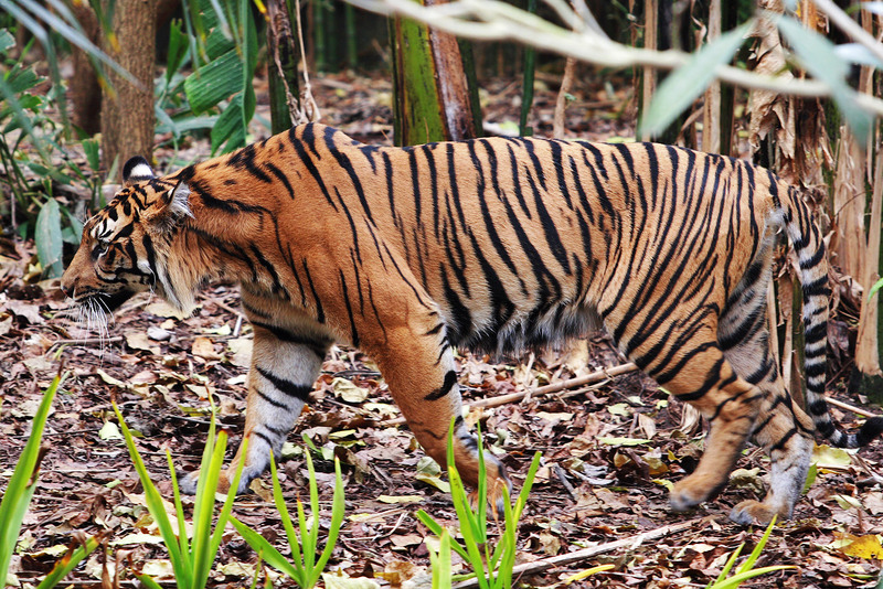 Sumatran tiger (Panthera tigris sumatrae); DISPLAY FULL IMAGE.