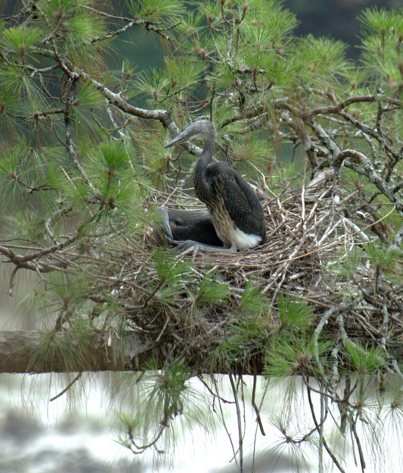 white-bellied heron (Ardea insignis) juvenile; DISPLAY FULL IMAGE.