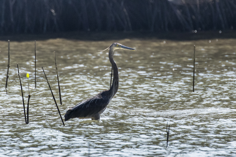 great-billed heron (Ardea sumatrana); DISPLAY FULL IMAGE.