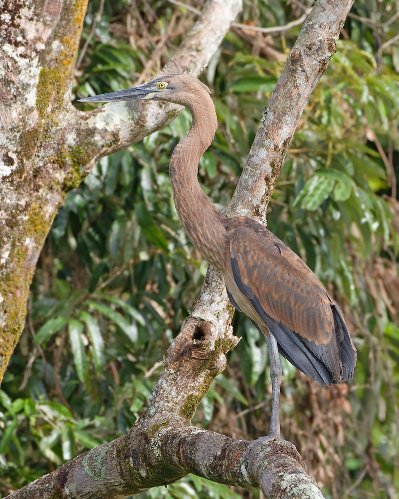 great-billed heron (Ardea sumatrana) juvenile; DISPLAY FULL IMAGE.