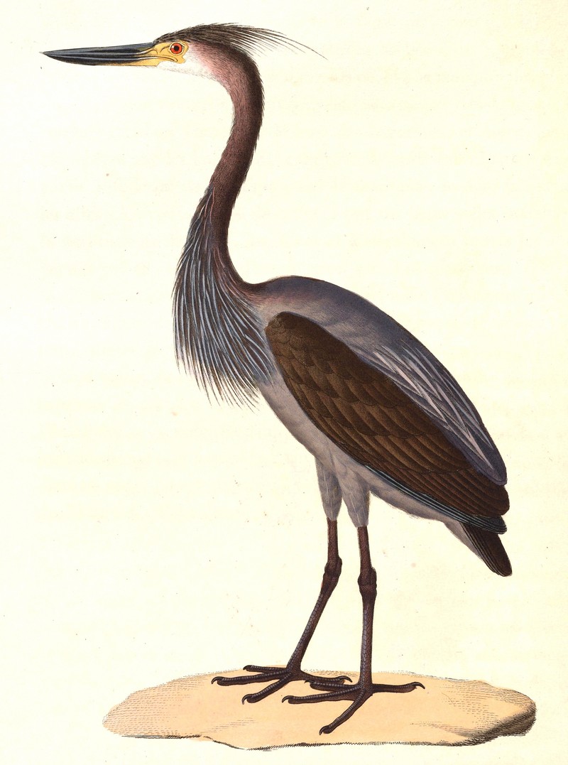 great-billed heron (Ardea sumatrana); DISPLAY FULL IMAGE.
