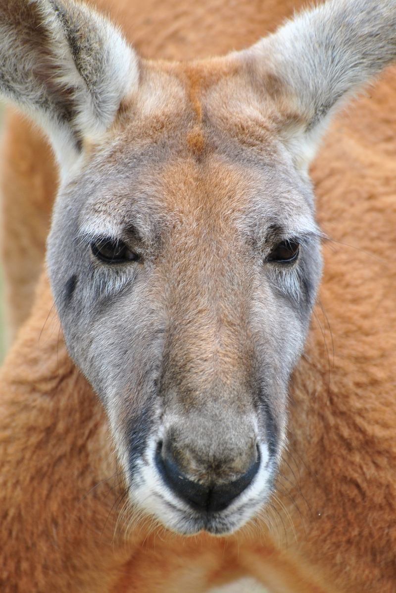 red kangaroo (Macropus rufus); DISPLAY FULL IMAGE.