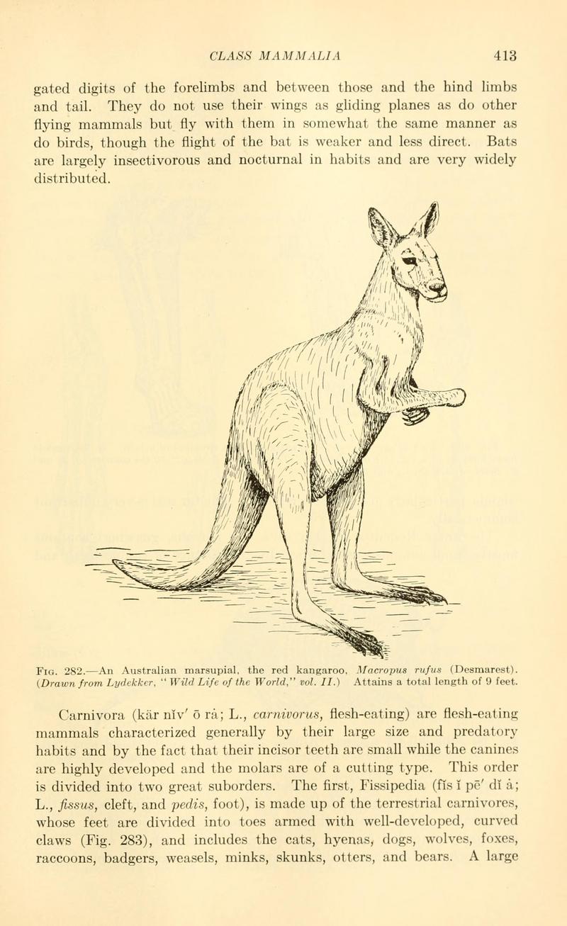 red kangaroo (Macropus rufus); DISPLAY FULL IMAGE.