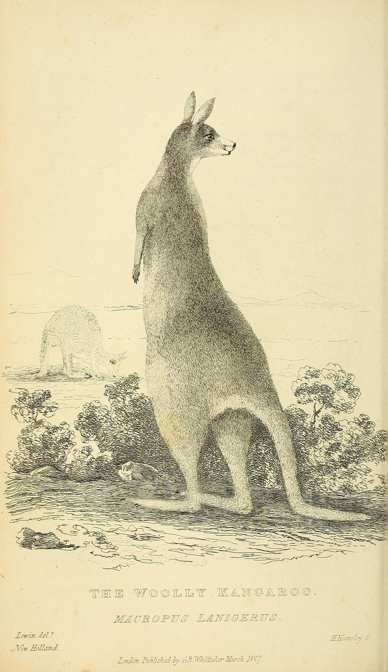 red kangaroo (Macropus rufus); DISPLAY FULL IMAGE.