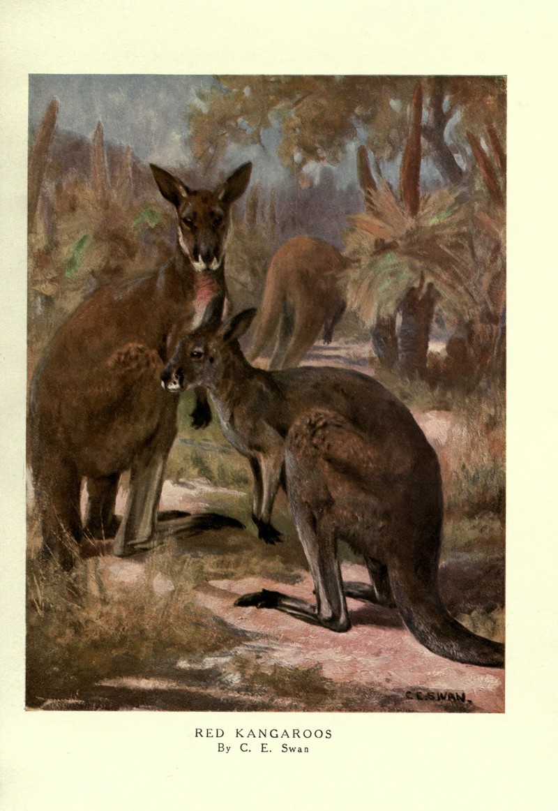 red kangaroo (Macropus rufus); DISPLAY FULL IMAGE.