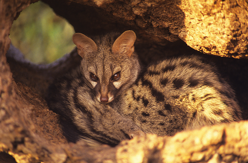 common genet (Genetta genetta); DISPLAY FULL IMAGE.