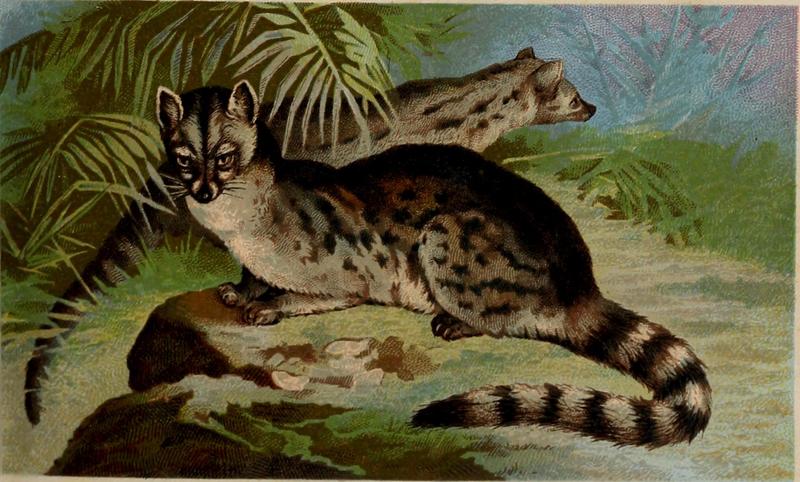 common genet (Genetta genetta); DISPLAY FULL IMAGE.