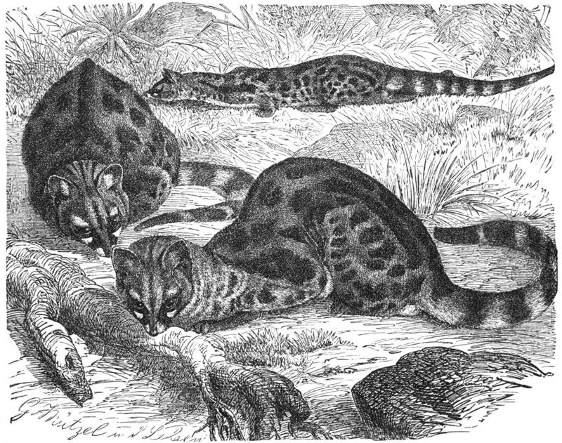 common genet (Genetta genetta); DISPLAY FULL IMAGE.