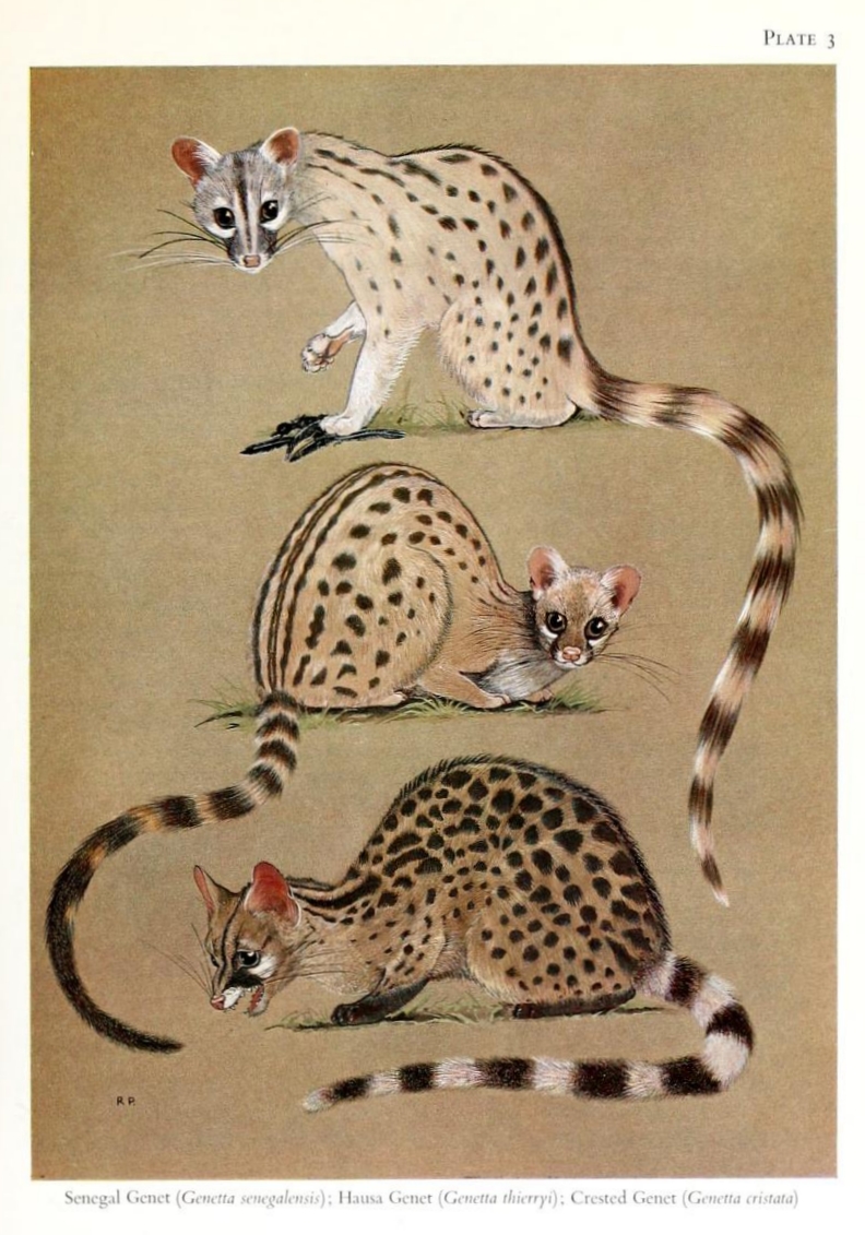 common genet (Genetta genetta), Haussa genet (Genetta thierryi), crested servaline genet (Genetta cristata); DISPLAY FULL IMAGE.