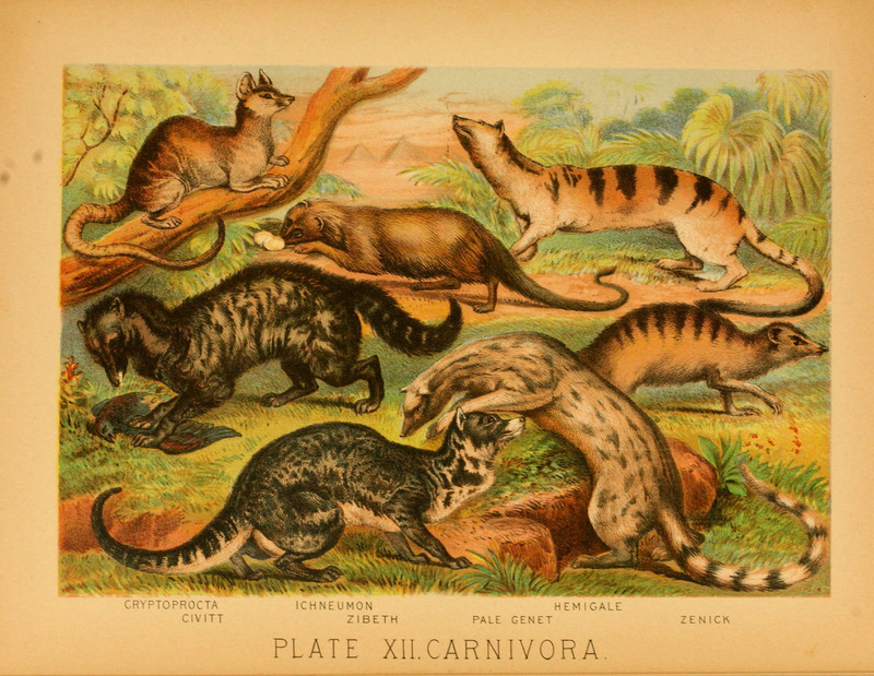 fossa (Cryptoprocta ferox), Egyptian mongoose (Herpestes ichneumon), banded palm civet (Hemigalus derbyanus), African civet (Civettictis civetta), large Indian civet (Viverra zibetha), common genet (Genetta genetta), meerkat (Suricata suricatta); DISPLAY FULL IMAGE.