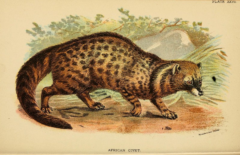 African civet (Civettictis civetta); DISPLAY FULL IMAGE.