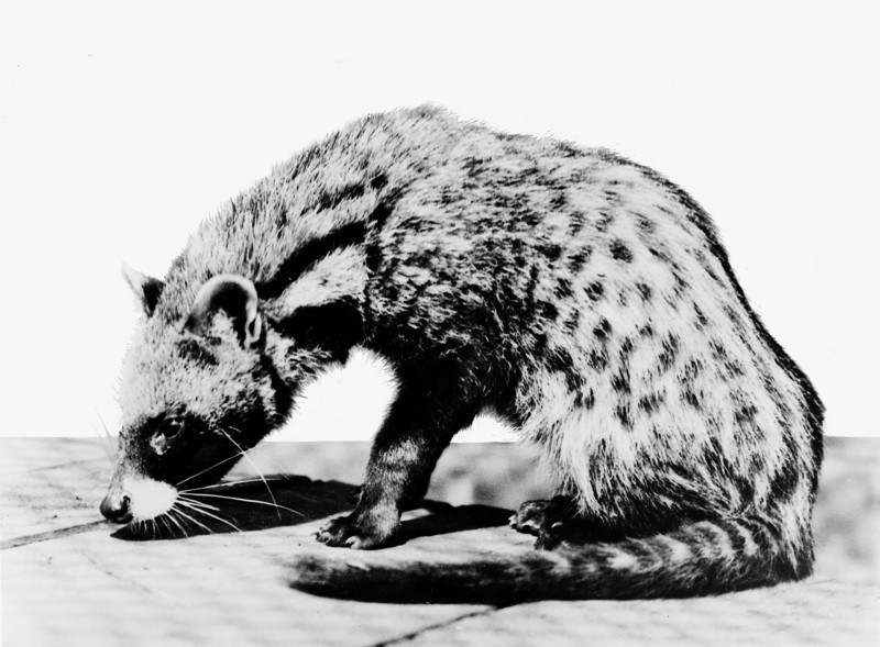 African civet (Civettictis civetta); DISPLAY FULL IMAGE.