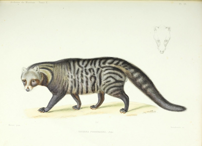 African civet (Civettictis civetta); DISPLAY FULL IMAGE.