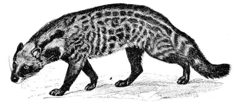 African civet (Civettictis civetta); DISPLAY FULL IMAGE.