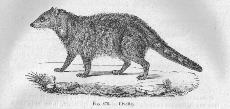 African civet (Civettictis civetta); DISPLAY FULL IMAGE.