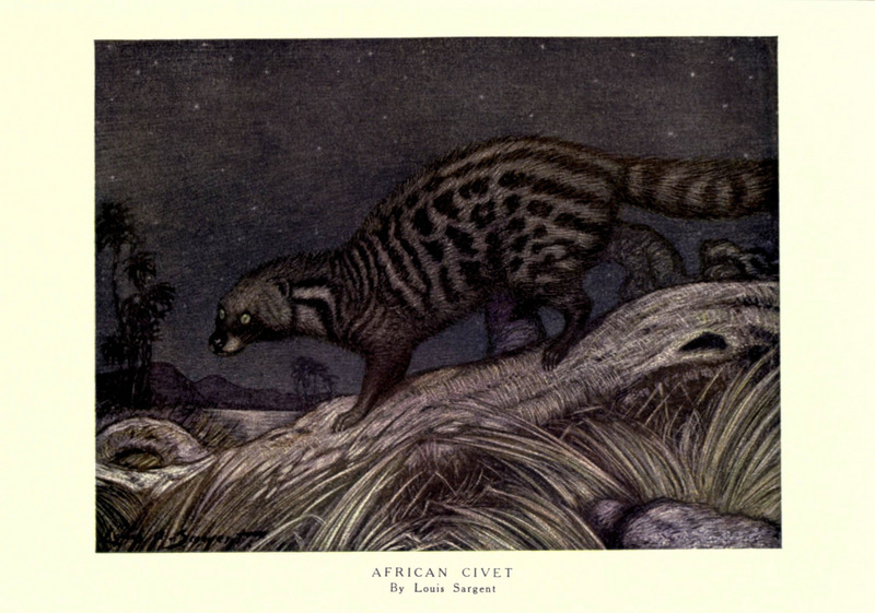 African civet (Civettictis civetta); DISPLAY FULL IMAGE.