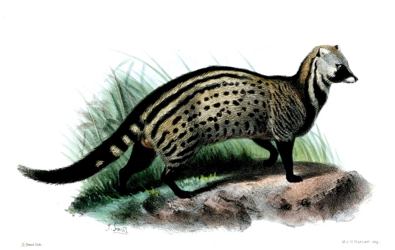 African civet (Civettictis civetta); DISPLAY FULL IMAGE.