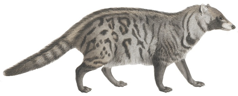 African civet (Civettictis civetta); DISPLAY FULL IMAGE.