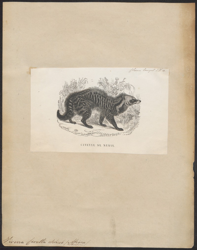 African civet (Civettictis civetta); DISPLAY FULL IMAGE.