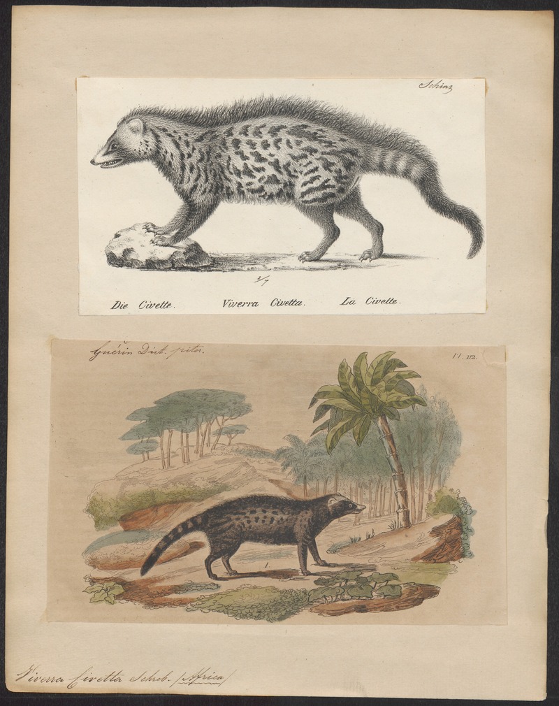 African civet (Civettictis civetta); DISPLAY FULL IMAGE.