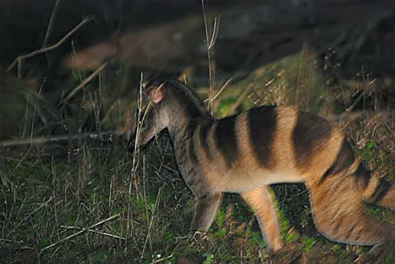 banded palm civet (Hemigalus derbyanus); DISPLAY FULL IMAGE.