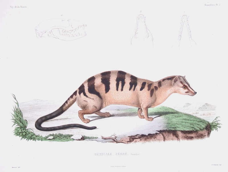 banded palm civet (Hemigalus derbyanus); DISPLAY FULL IMAGE.