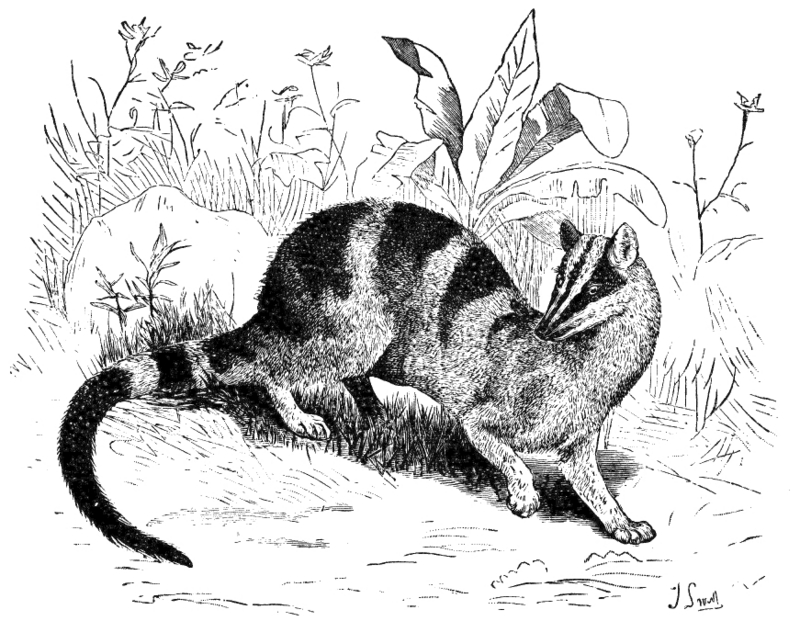 banded palm civet (Hemigalus derbyanus); DISPLAY FULL IMAGE.