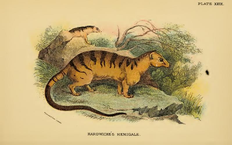 banded palm civet (Hemigalus derbyanus); DISPLAY FULL IMAGE.